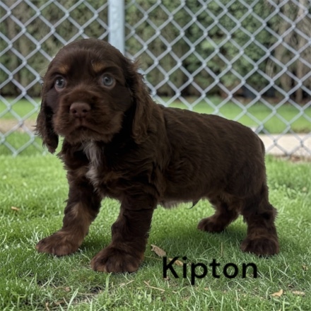 puppy, for, sale, Cocker Spaniel, Joe & Cherri  Overlease, dog, breeder, Miller, MO, dog-breeder, puppy-for-sale, forsale, nearby, find, puppyfind, locator, puppylocator, aca